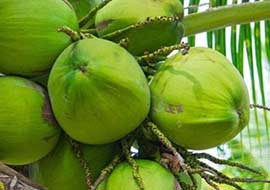 Coconut Exporters in Kerala list