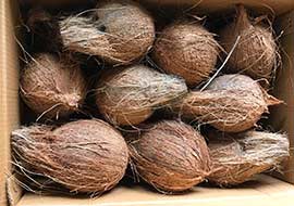 Season-Exports-Full-Husked-Coconut